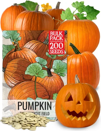 Seed Needs Connecticut - Semillas de calabaza de campo para plantar | 1 onza Cucurbita Pepo Heirloom semillas vegetales sin OGM | Calabaza favorita