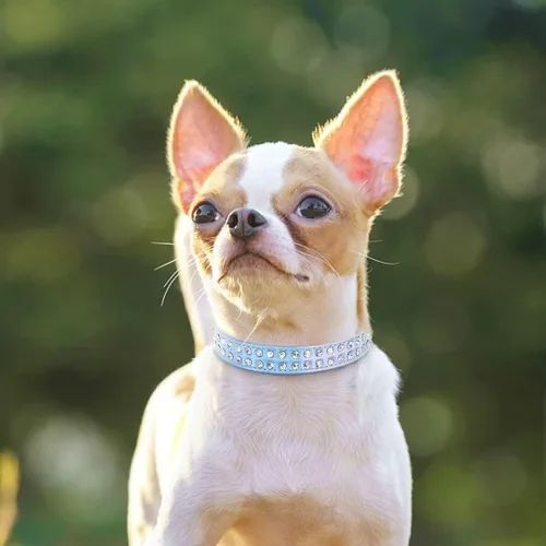 Miniatura 5 de Collar para perros Beirui con diamantes de imitación y tachonado de brillos, de cuero de poliuretano, para perros pequeños, medianos y gatos, lindo