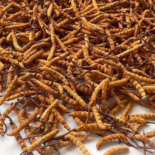 Miniatura 5 de Cordyceps Sinensis 100% salvaje del Himalaya Cordyceps Sinensis hongo de oruga china Cordyceps Sinensis Wild Cordyceps, Dong Chong Xia Cao, apoyo