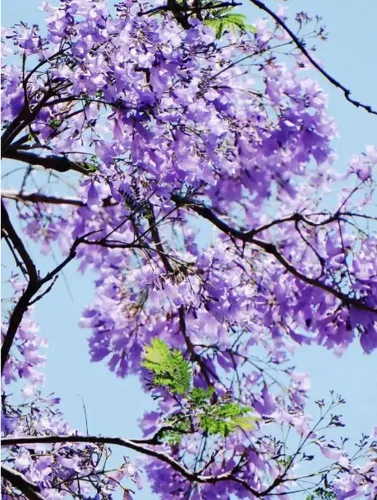 Miniatura 4 de 25 semillas de Mimosifolia azul de Jacaranda de rápido crecimiento de semillas de árbol con flores perennes