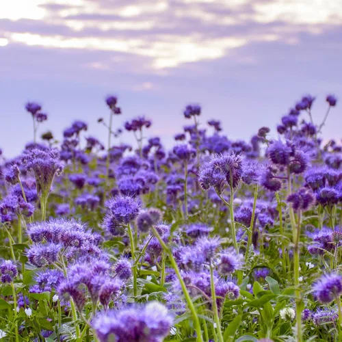 Outsidepride Semillas de Phacelia Lace para plantar - 5000 piezas anuales, semillas de flores silvestres tolerantes a la sequía con flores violeta