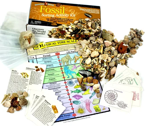 Miniatura 3 de DANCING BEAR Paquete de fósiles de Geología: 2 kits de actividades STEM: actividad de clasificación de rocas, minerales y geodas y fósiles