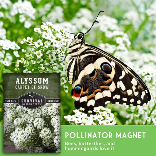 Miniatura 3 de White Alyssum Seeds for Planting - Semillas de jardín de supervivencia (paquete de 1) Variedad Sweet Carpet of Snow - Flores perennes fragantes
