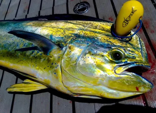 Ikejime - Pico de acero inoxidable con cubierta protectora sin BPA. Agarre plástico Iki Jime Spike y abridor de botellas. Mata a los peces