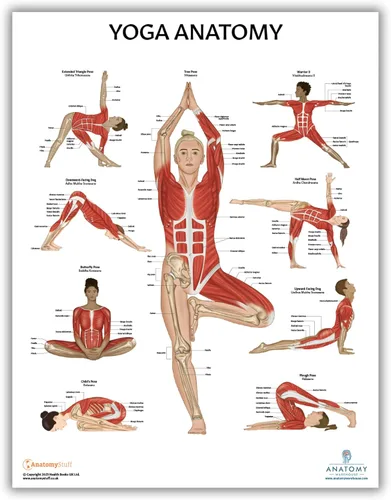 Miniatura 3 de Anatomy Lab Póster muscular, esquelético, yoga, estiramiento y pilates, anatomía y fisiología – Paquete de 5 LAMINADO 17.3 x 22.5 pulgadas, tabla