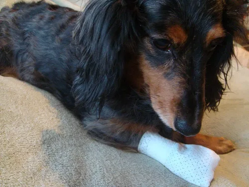 Miniatura 6 de Medimitt - Vendajes de patas para perros, gatos y mascotas, botines médicos elásticos, primeros auxilios para patas, antideslizantes, no adhesivos