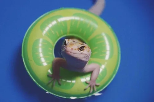 Miniatura 8 de Piscina plegable plegable de lagarto para baño y refrigeración, bañera duradera, lavadora de agua para dragones barbudos, erizo, hámster y animales