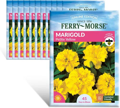 Miniatura 27 de Ferry-Morse Online Edition Tomato Supersweet 100 semillas híbridas – Alta tasa de germinación, sin OGM – Paquete de 8 Tomato Supersweet 100 Hybrid