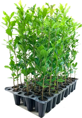 Miniatura 2 de Roble vivo del sur Quercus Virginiana 10 plantas vivas Árbol de sombra pintoresco duradero Follaje verde oscuro