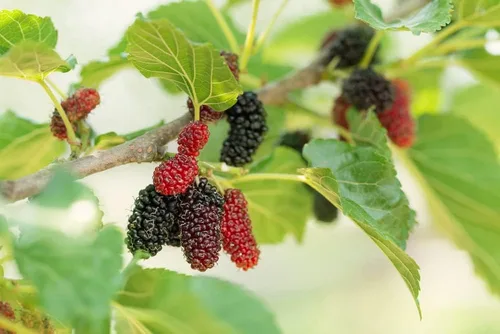 Miniatura 2 de Semillas de frutas para plantar (100 semillas de fruta del dragón)