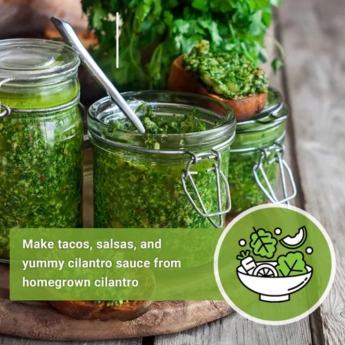 Miniatura 3 de Sow Right Seeds - Semillas de cilantro para plantar - Paquete de reliquia sin OMG con instrucciones para cultivar un jardín de hierbas de cocina