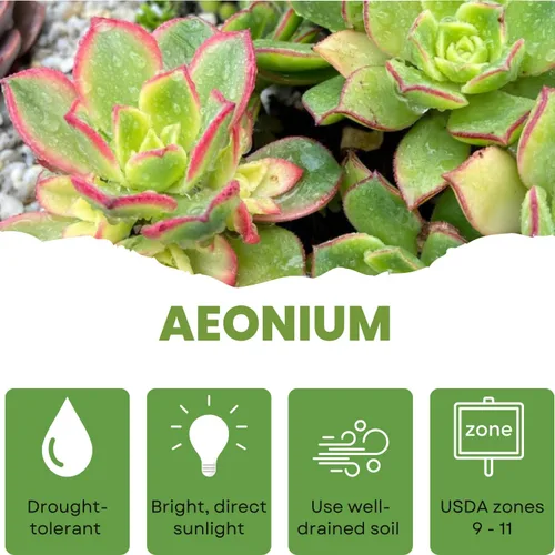 Miniatura 4 de Planta Aeonium de fácil cuidado en maceta viva de 4 pulgadas, plantas suculentas raras vivas, bien enraizadas, plantas de interior de fácil cuidado