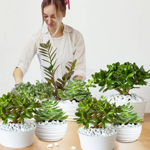 Miniatura 7 de Doter Perlita gruesa orgánica para plantas (0.4 a 0.8 pulgadas de diámetro), mezcla de acondicionador de aditivo natural para suelos
