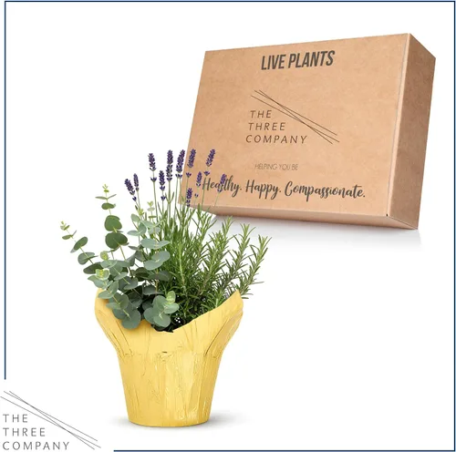 Miniatura 4 de Combo de hierbas aromáticas y saludables vivas en cubierta decorativa - Purificador de aire, combo incluye verbena de limón, lavanda y eucalipto, 12