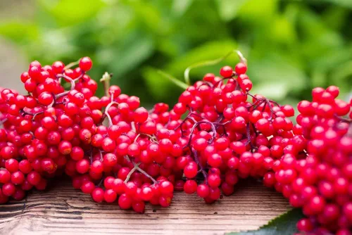 Semillas de saúco rojo – 50 semillas para plantar – Sambucus racemosa – Semillas sin OMG, cultivadas y enviadas desde Iowa. Fabricado en Estados