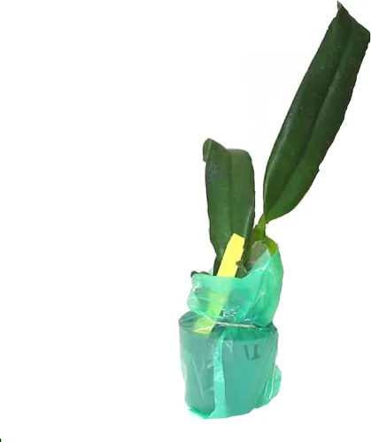 Miniatura 3 de Cattleya Orchid Hawaiian Starter Plants LL110 - 3 unidades de 4 a 6 pulgadas de alto, enraizadas en maceta de 2.5 pulgadas sin floración