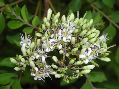 Miniatura 5 de Planta de hojas de curry. Planta viva. Fragante, hermosa, comestible. Fácil de cultivar. Ingrediente esencial para cocina india. Murraya koenigii.