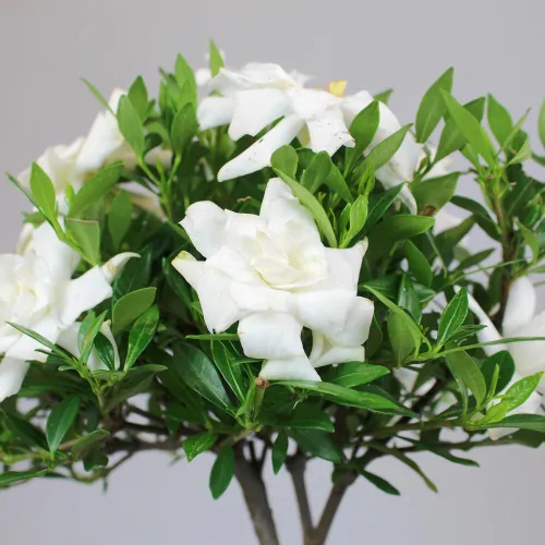 Miniatura 2 de Brussel”s Bonsai - Árbol bonsai de Gardenia viva para exteriores