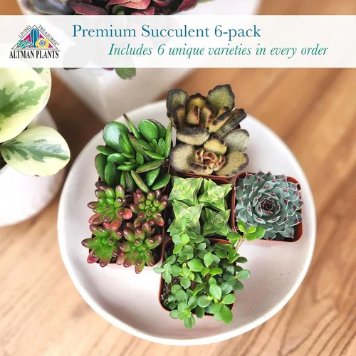 Miniatura 2 de Altman Plants Specialty - Planta suculenta viva (paquete de 6), sin duplicados, suculentas surtidas con colores y formas únicos, 2 en macetas