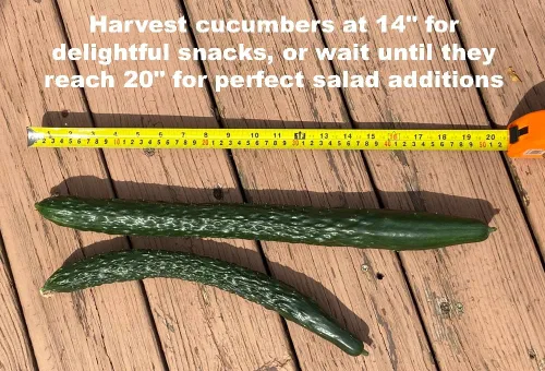 Miniatura 3 de Semillas de pepino para plantar verduras y frutas. Semillas de planta de pepino largo asiático. Semillas de vegetales sin OMG, semillas de jardín