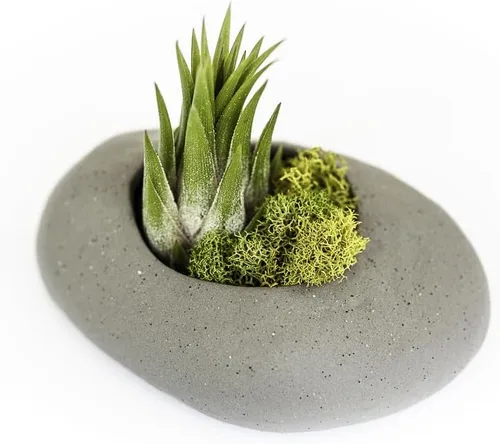 Soporte de piedra de cerámica gris con plantas de aire surtidas, planta de interior y exterior de Tillandsia viva, al por mayor y a granel,