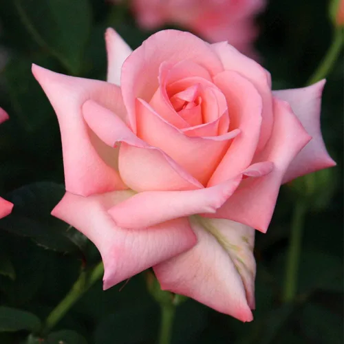 Rosas de té híbridas de reliquia, planta de raíz propia viva para jardín al aire libre, novia, muy fragante, zonas de rusticidad: 6-10, floración