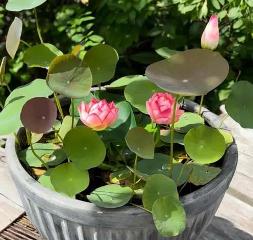 Miniatura 2 de Más de 15 mini tazones de semillas de loto para patio y estanque, hermosos contenedores de flores de agua, estilo bonsái, variedad de loto sagrado