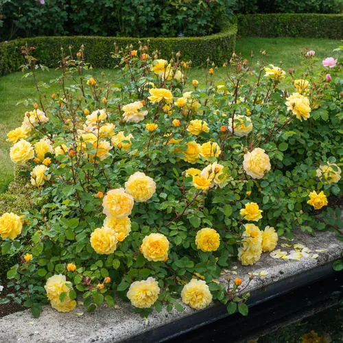 Miniatura 3 de Rosas arbustivas inglesas de reliquia, planta de raíz propia viva para jardín al aire libre, esposa del poeta, excepcionalmente fragantes, zonas