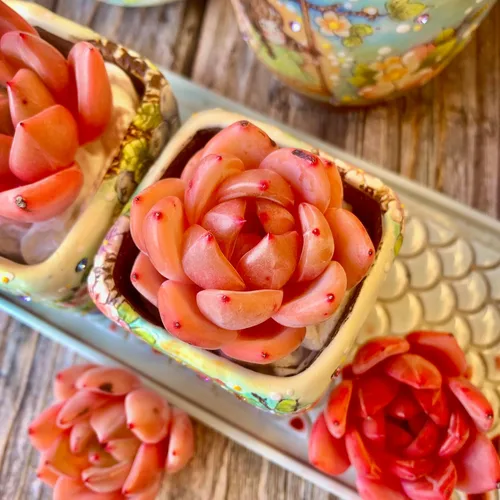 Miniatura 5 de Echeveria - Kit de suculentas de vino tinto y champán, con maceta de plástico, 1 cabeza de planta viva de 2 pulgadas, suelo comprimido y guía