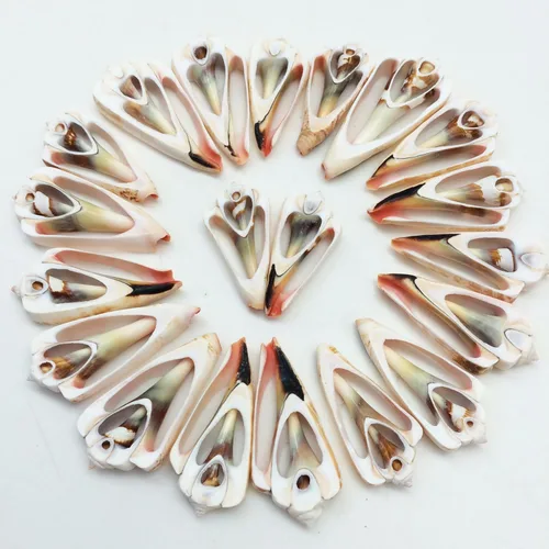 Miniatura 14 de PEPPERLONELY 20 piezas de estrombo de corte central Canarium Sea Shells, 2 pulgadas ~ 2-1/2 pulgadas
