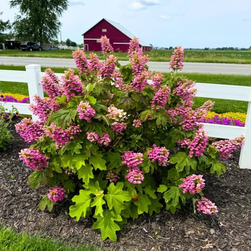 Miniatura 9 de Plantas de árbol de arbusto de hortensias vivas, 5-9 pulgadas de alto, sin maceta, inactivas en invierno, cambian de color, plantación perenne