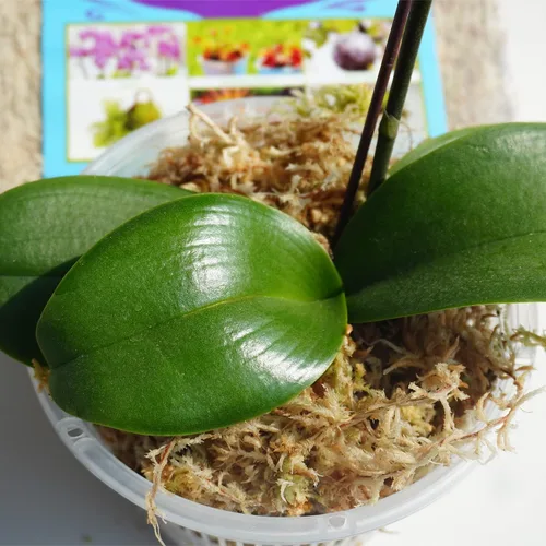 Miniatura 4 de 5oz de musgo sphagnum para propagación de plantas, excelente mezcla para macetas de orquídeas, ayuda a mantener la humedad