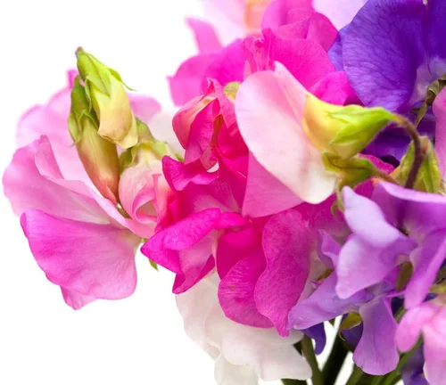 Miniatura 3 de Bijou Mix Sweet Pea Flower, 25 semillas de flores tradicionales por paquete, nombre botánico: Lathyrus odoratus, Isla's Garden Seeds
