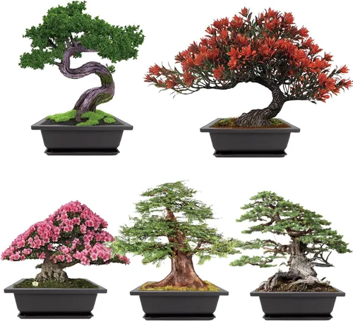 Meekear Creciendo en abeto azul, secuoya del amanecer, árbol de llama, árbol de Judas, interior y exterior, jardinería en el hogar, regalos de
