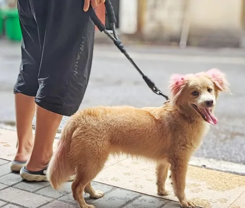 Miniatura 7 de Correa corta para perro de 18 pulgadas, cuerda de tráfico para perro con mango acolchado, lengüeta de nailon fuerte de 1.5 pies para perros medianos