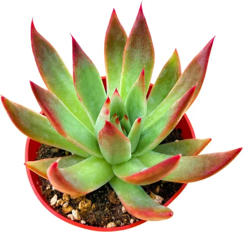 Miniatura 27 de Cotyledon Pendens de 4 pulgadas, suculenta viva completamente enraizada en macetas con mezcla de tierra, planta doméstica rara para la decoración