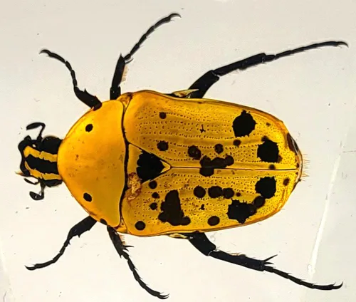 Miniatura 11 de Escarabajo británico Chafer de rosa real de 1.732 pulgadas en resina de lucita cristalina, muestra preservada de cetonia aurata, insectos