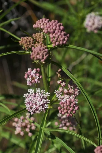 Narrowleaf Milkweed Butterfly Asclepias fascicularis Semillas premium para plantar paquete Monarch