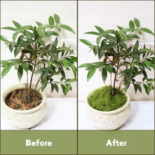 Miniatura 3 de Jabrand Musgo falso para plantas, musgo artificial de 5 onzas para manualidades, centros de mesa, plantas en macetas para interiores y exteriores