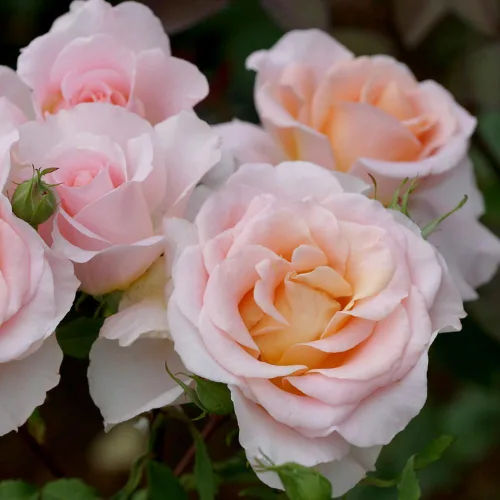 Miniatura 4 de Heirloom Roses Rosal fragante - Planta de rosa naranja en maceta viva Desirée™ para plantar al aire libre