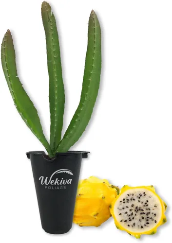 Árbol frutal de dragón amarillo – 1 planta de inicio vivo – Selenicereus Megalanthus – Planta de frutas tropicales comestibles de Florida