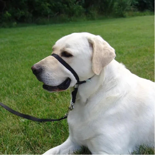Miniatura 6 de Collar de cabeza suave líder de entrenamiento para perros anti tirones para caminar elige el tamaño (pequeño - negro)
