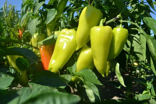 Miniatura 7 de Semillas de pimiento dulce blanco-rojo Belozerka Vegetal sin OMG para plantar