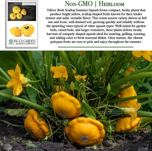 Miniatura 3 de Isla's Garden Seeds - Semillas de calabaza de verano de Yellow Bush Scallop (Pattypan, Cucurbita pepo var. clypeata) – Más de 30 semillas
