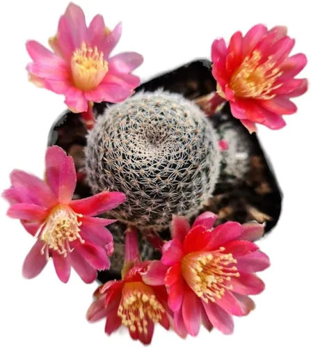 Miniatura 2 de Colección de plantas de cactus Live Rebutia para decoración del hogar maceta de 2 pulgadas (color del telar #2)