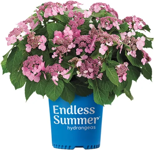 Miniatura 8 de Blooming & Beautiful - Pop Star Bigleaf Hydrangea - 3 gal - Hortensias de verano sin fin - Rebloomer pesado compacto - Flores azules rosadas - Zonas