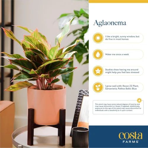 Miniatura 6 de Costa Farms Planta viva de hoja perenne china, Aglaonema, planta de interior de poca luz de fácil cuidado en maceta de vivero, maceta en mezcla