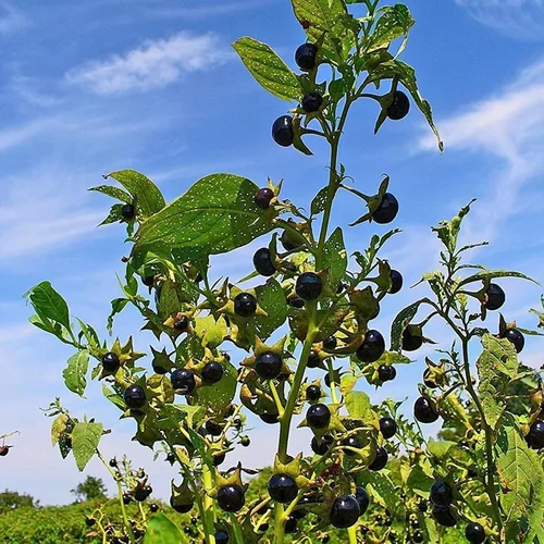 Miniatura 3 de Belladonna (Atropa Belladonna) - Paquete de 30 Semillas