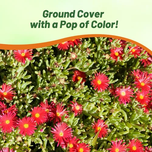 Miniatura 6 de Outsidepride Gelato - Semillas de Planta de Hielo Roja - 5000 Piezas Semillas Perennes, Tolerantes a la Sequía, Cobertura de Suelo para Plantar Rojo