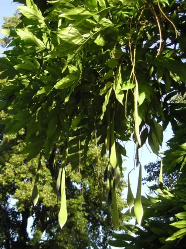 Miniatura 3 de 1-1000 PCS Semillas de árbol de glicina china blanca Sinensis Alba flor blanca 0171 (1 semilla)